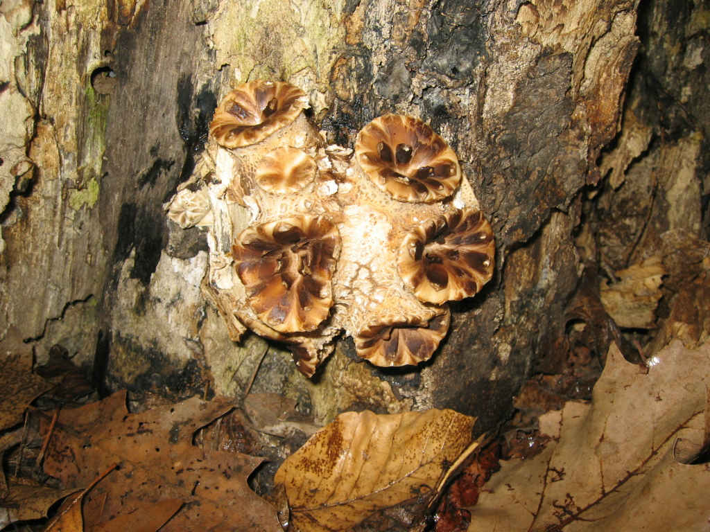 I Funghi primaverili: Polyporus squamosus
